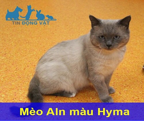 Mèo anh lông ngắn màu Hyma