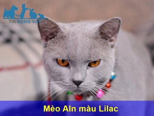 Mèo anh lông ngắn màu Lilac