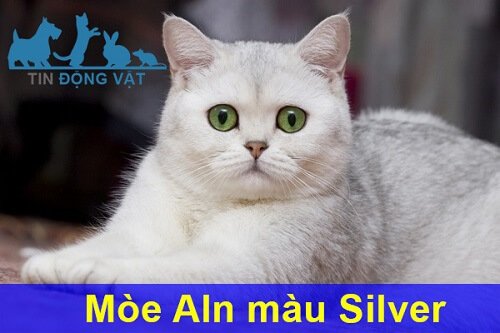 Mèo anh lông ngắn màu Silver