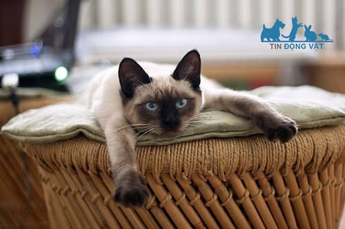 sức khỏe của giống mèo siamese