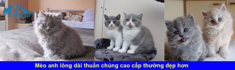 bán mèo anh lông dài tphcm