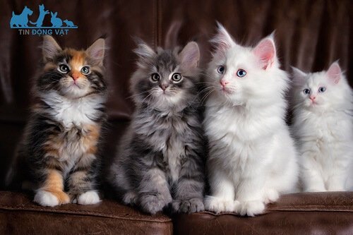 mèo maine coon bao nhiêu tiền