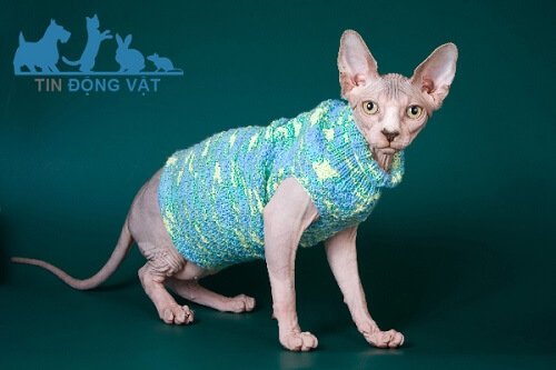 cách nuôi mèo sphynx