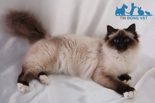 Mèo thần miến điện Birman giá bao nhiêu