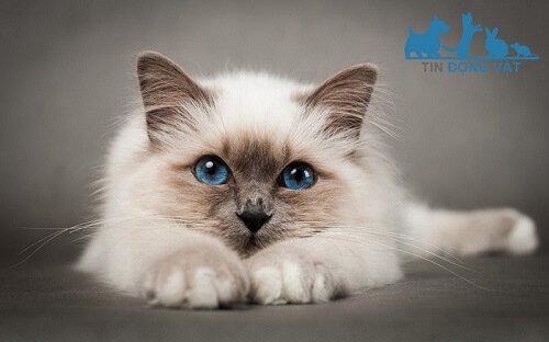 Truyền thuyết mèo Birman