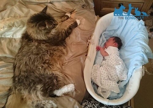 mua mèo maine coon ở đâu