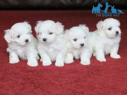 chó teacup maltese