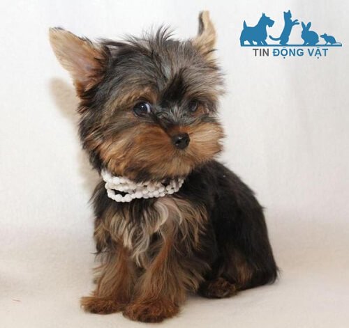 Chó Teacup Yorkie