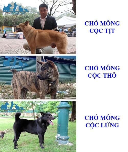 các loại chó mông cộc thuần chủng