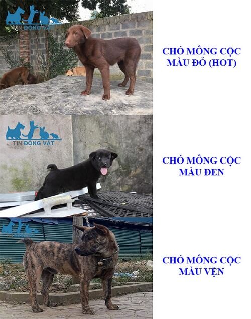 chó mông cộc đỏ