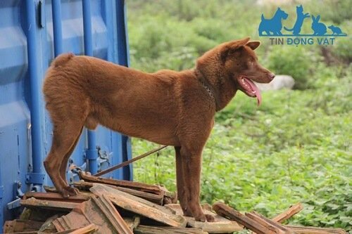 mua bán chó h'mông cộc