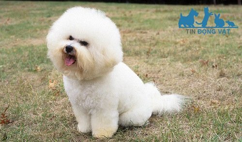 chó bichon lai nhật