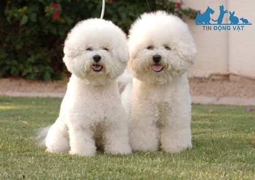 chó bichon frise