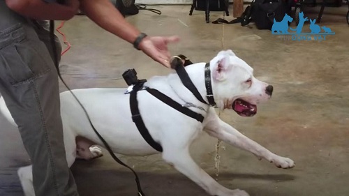 tính cách giống chó dogo argentino