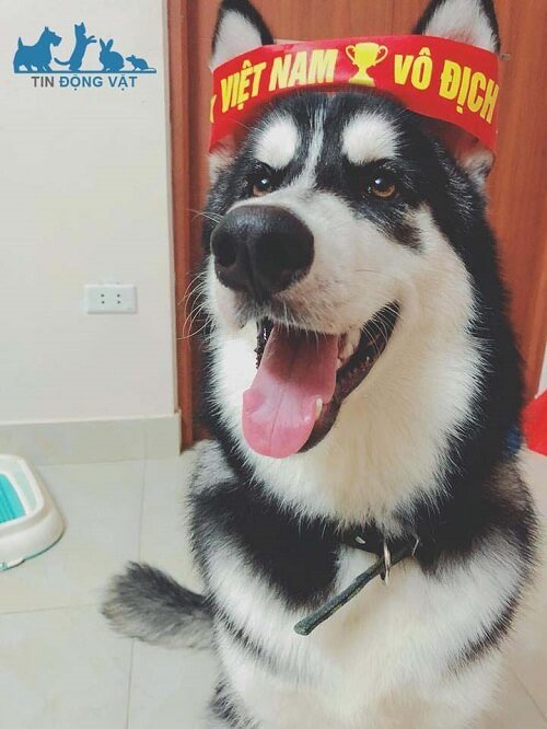 chó husky đi bão