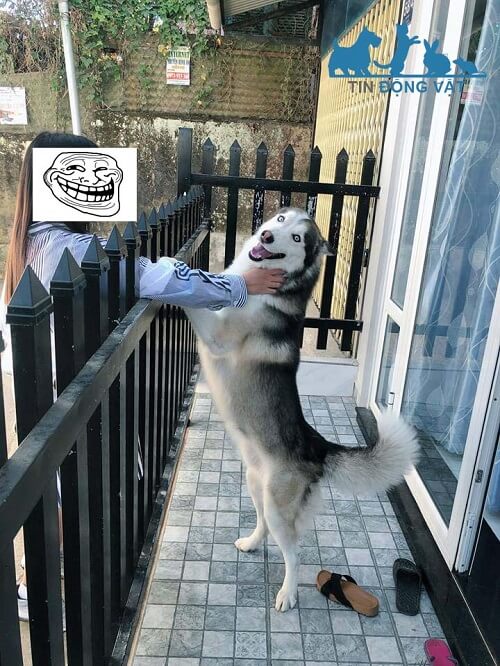 chó husky giá rẻ