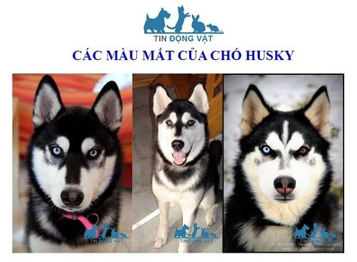 chó husky màu mắt