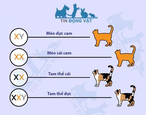 vì sao mèo tam thể hầu hết là giống cái