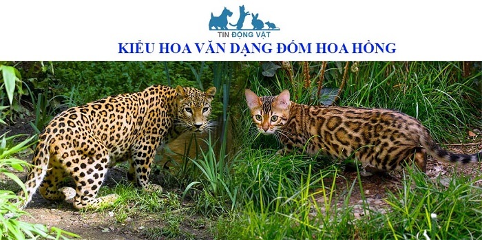 bán mèo bengal hà nội