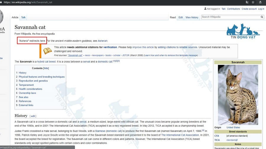 nghi vấn mèo ashera là savannah f1