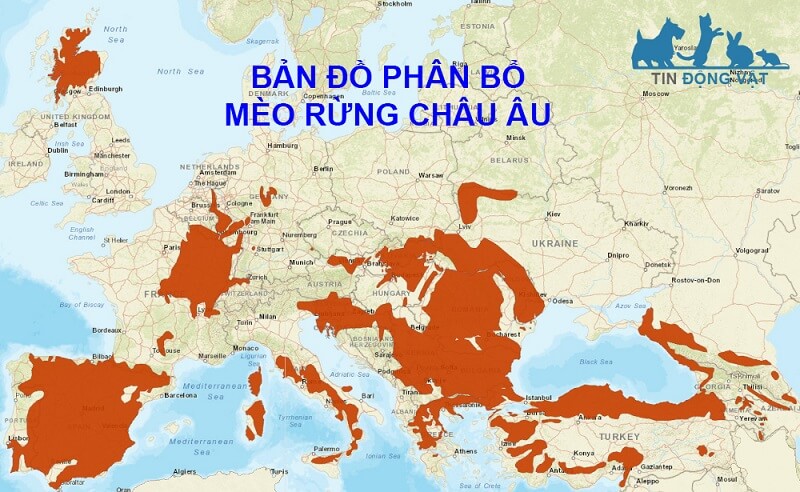 bản đồ mèo rừng châu âu