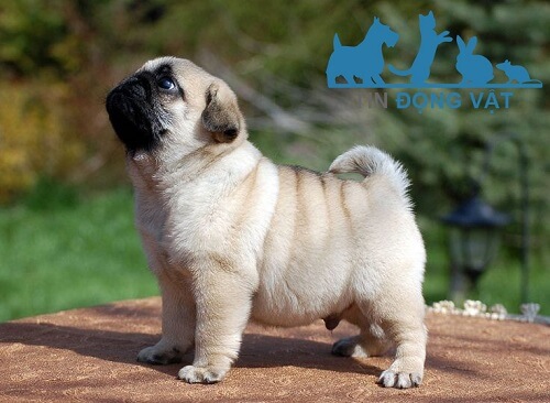 chó pug mặt xệ giá bao nhiêu