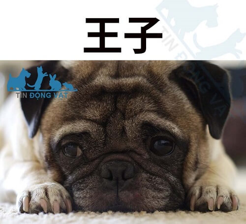 chó pug mặt xệ