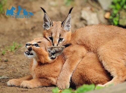 mèo caracal sinh sản