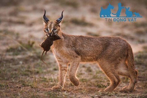 mèo caracal