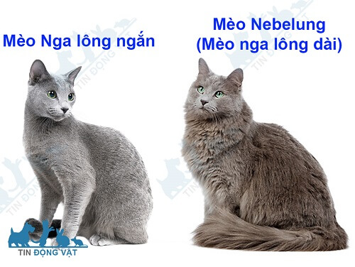 mèo nga lông dài