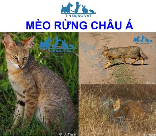 bán mèo rừng hà nội