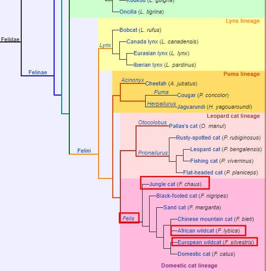 sơ đồ phân loài mèo rừng