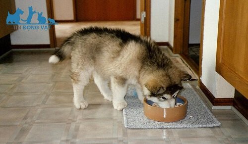 chó alaska malamute