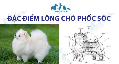 lông chó phốc sóc