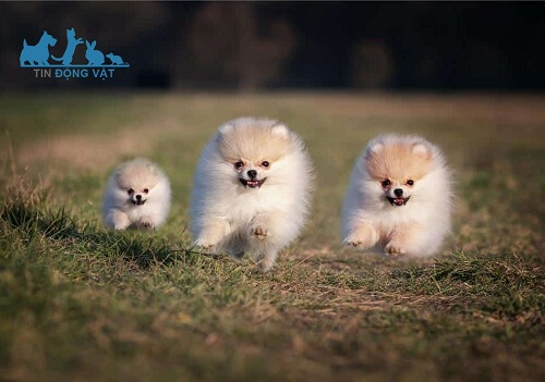 giá chó phốc sóc pomeranian