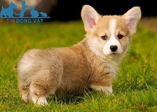 chó corgi giá rẻ