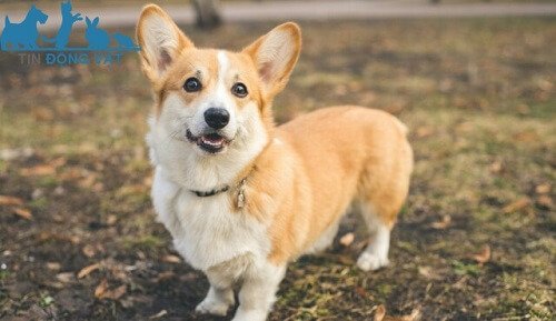 chó corgi