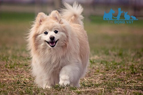 sức khỏe của chó pomeranian