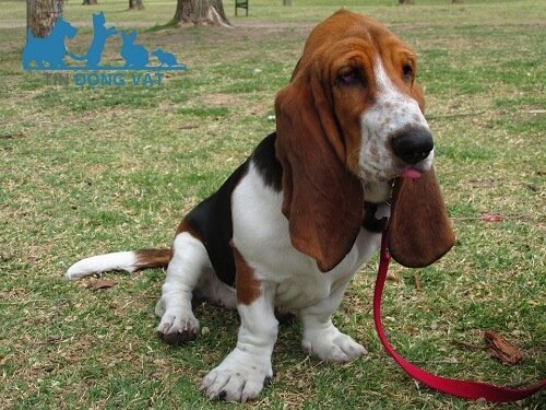 Chó đánh hơi BassetHound mặt nhăn