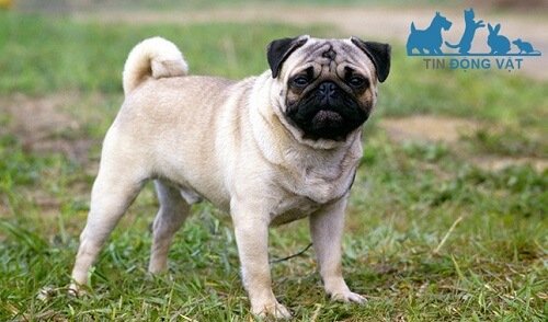 chó mặt xệ pug