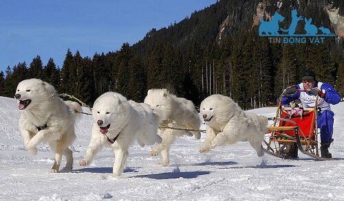 chó samoyed nặng bao nhiêu cân