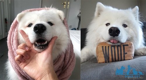 chó samoyed dễ thương