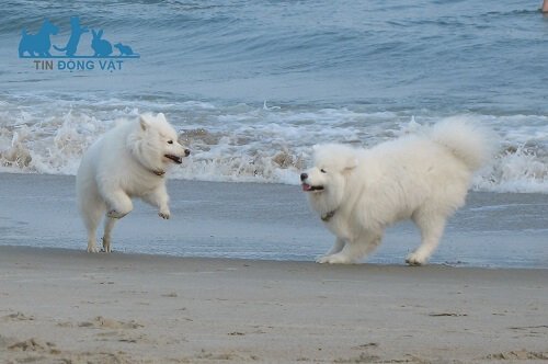 mua chó samoyed