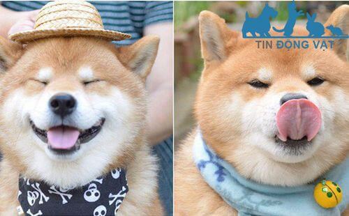 chó shiba inu giá rẻ