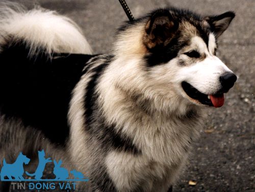 chó samoyed lai alaska