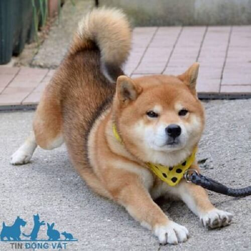 mua chó shiba