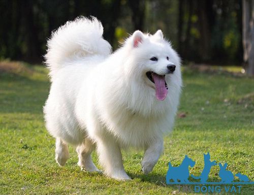 chó samoyed