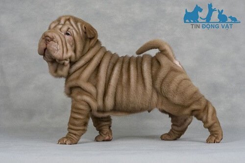 Chó mặt nhăn Shar-pei