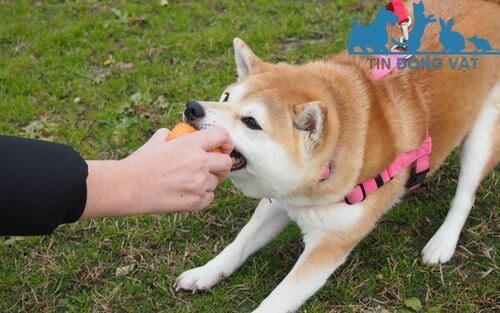 mua chó shiba inu tphcm