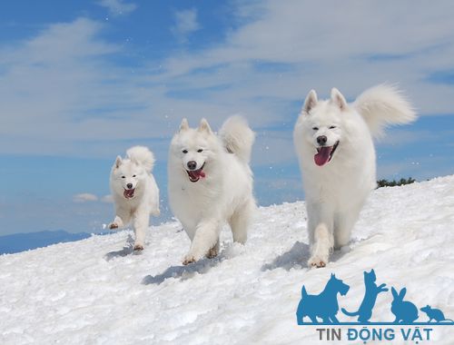 chó samoyed giá rẻ